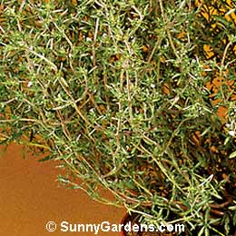 Satureja hortensis, Summer Savory