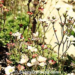 Saxifraga rosacea, Mossy Saxifrage