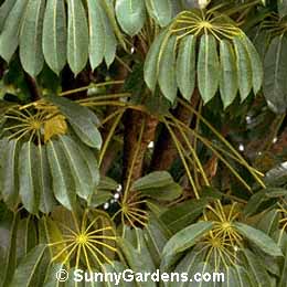 Schefflera actinophylla, Australian Ivy-Palm, Octopus Tree, Queensland Umbrella Tree