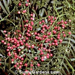 Schinus molle, Pepper Tree, California Pepper Tree, Molle