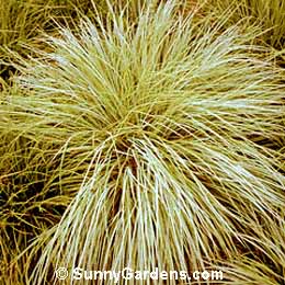 Schizachyrum scoparium, Little Bluestem, Prairie Beard Grass, Broom Sedge