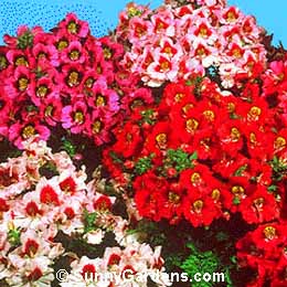 Schizanthus pinnatus, Butterfly Flower, Poor Man's Orchid, Fringe Flower