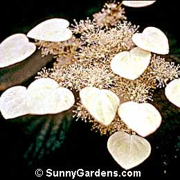 Schizophragma hydrangeoides