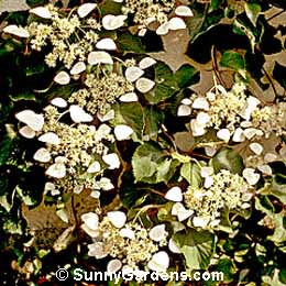 Schizophragma hydrangeoides, Japanes Hydrangea Vine