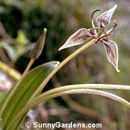 Scoliopus bigelovii, Foetid Adder's Tongue, Stink Pod, Scoliopus bigelowii