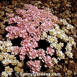 Armeria juniperifolia, Sea Thrift, Sea Pink