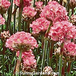Armeria maritima, Pink Thrift, Sea Thrift, Sea Pink