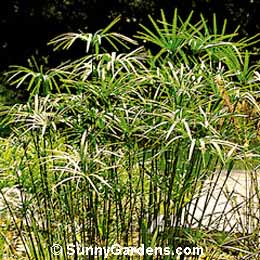 Cyperus alternifolius, Umbrella Plant, Cyperus involucratus, Galingale