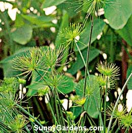 Cyperus papyrus, Papyrus, Galingale