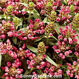 Prunella x webbiana, Self-Heal, Prunella grandiflora 'Loveliness Pink'