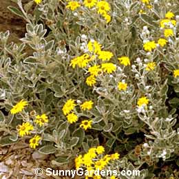 Senecio greyi, Brachyglottis greyi