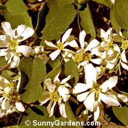 Amelanchier alnifolia, Western Serviceberry, Saskatoon Berry