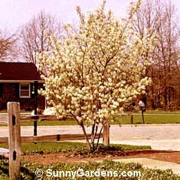 Amelanchier arborea, Downy Serviceberry, Juneberry, Shadbush