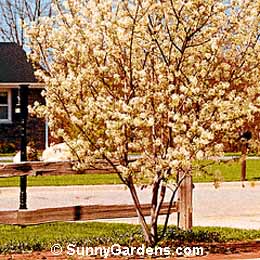 Amelanchier canadensis, Shadblow Serviceberry, Canadensis
