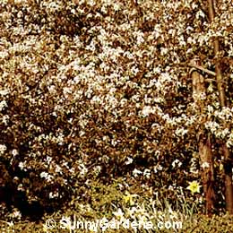 Amelanchier grandiflora, Apple Serviceberry