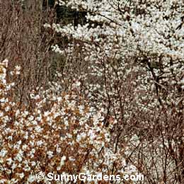 Amelanchier laevis, Allegheny Serviceberry