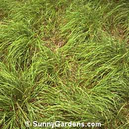 Sesleria autumnalis, Autumn Moor Grass