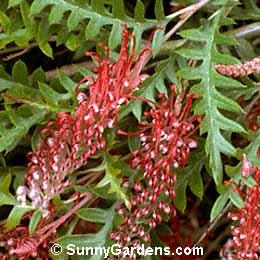 Grevillea, Silk-Oak