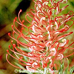 Grevillea, Robyn Gordon Grevillea
