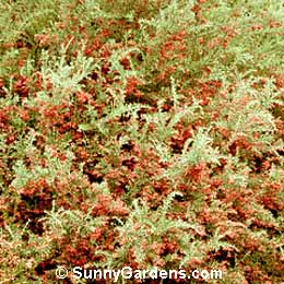 Grevillea lavandulacea, Lavender Grevillea