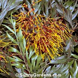 Grevillea robusta, Silk Oak, Silky Oak