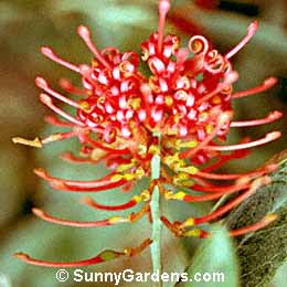 Grevillea Victoriae, Victoria Grevillea