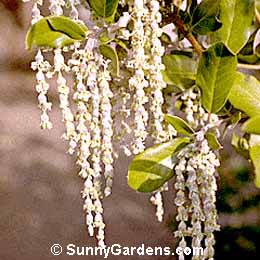 Garrya elliptica, Coast Silktassel, Silktassel