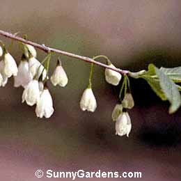Halesia carolina, Carolina Silverbell, Snowdrop Tree