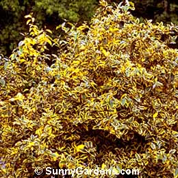 Elaeagnus x ebbengii, Gilt Edge Elaeagnus, Thorny Elaeagnus