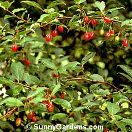 Elaeagnus multiflora, Cherry Elaeagnus, Oleaster, Thorny Elaeagnus