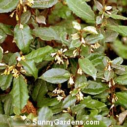 Elaeagnus pungens, Silverberry, Thorny Elaeagnus