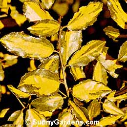 Elaeagnus pungens, Yellow-Edge Elaeagnus, Variegated Silverberry, Variegated Thorny