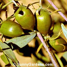 Simmondsia chinensis, Goat Nut, Jojoba