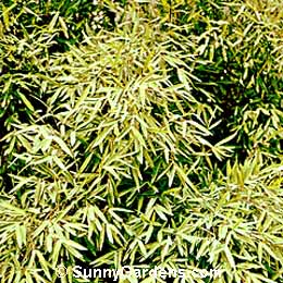 Sinarundinaria nitida, Fountain Bamboo, Arundinaria nitida