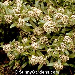 Skimmia japonica, Japanese Skimmia