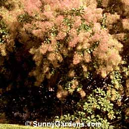 Cotinus coggygria, Smoke Bush, Smoke Tree, Smoke Wood