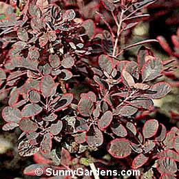 Cotinus coggygria, Smoke Tree, Smoke Bush, Smoke Wood