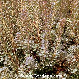 Cotinus coggygria, Velvet Cloak Smoke Bush, Smoke Wood