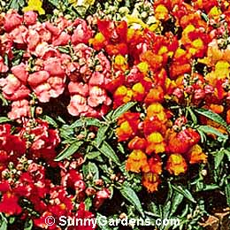 Antirrhinum majus, Snapdragon