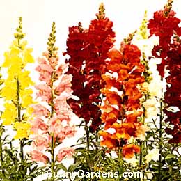 Antirrhinum majus, Snapdragon