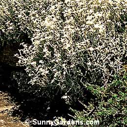 Cerastium tomentosum, Snow in Summer