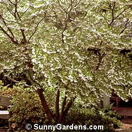 Styrax japonicus, Japanese Snowball, Japanese Snowdrop Tree
