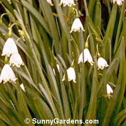 Leucojum aestivum, Snowflake