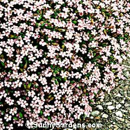 Saponaria ocymoides, Rock Soapwort