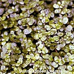 Soleirolia soleirolii, Irish Moss, Helxine soleirolii, Baby's Tears