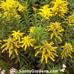 Solidago canadensis, Goldenrod