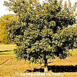 Sophora japonica, Japanese Pagoda Tree, Chinese Scholar Tree