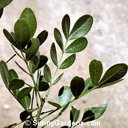 Sophora secundiflora, Mescal Bean, Frijolito, Texas Mountain Laurel