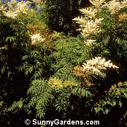 Sorbaria assurgens, False Spiraea