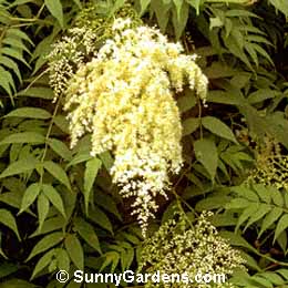 Sorbaria sorbifolia, Ural False Spiraea